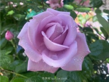 30多歲的藍色尼羅河月季長什么樣？見識下