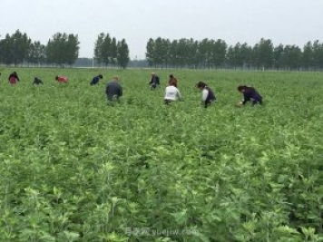 艾草產業(yè)為什么能在南陽市不斷發(fā)展升級？