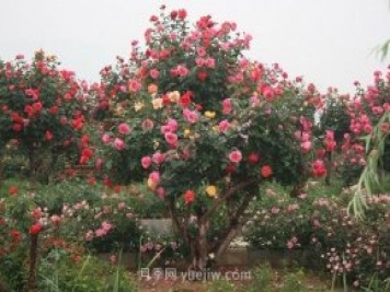 年產(chǎn)值25億！中國(guó)月季八成南陽(yáng)種植