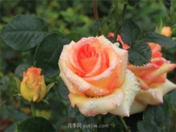 月季花開(kāi)盡芬芳，大美南陽(yáng)顯輝煌