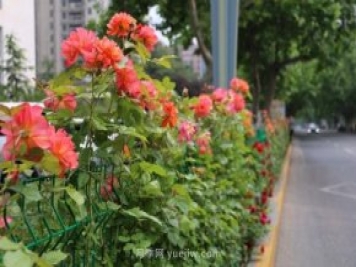 月季花開香滿城，濟南章丘區(qū)月季進入盛花期