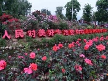 南陽(yáng)月季：總書記向我詢問(wèn)月季花球新品種