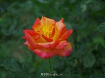 賞石家莊月季市花，遨游月季公園五月花海