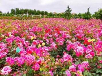 月季花開相約咸陽，去咸陽看月季