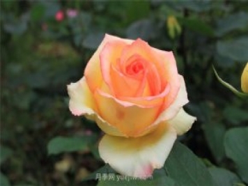 濟(jì)南增選玫瑰為市花，投票結(jié)果顯示贊成率達(dá)99.42%
