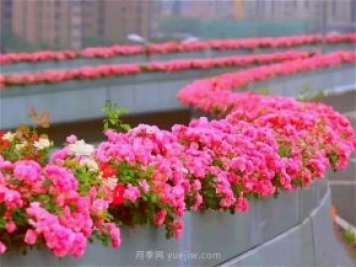 杭州有全國(guó)最美花路，大道兩旁開滿月季花，堵車都是享受