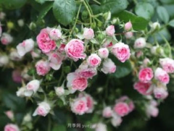 推薦4個品種，皮實好養(yǎng)開花量大，打造藤本花瀑布