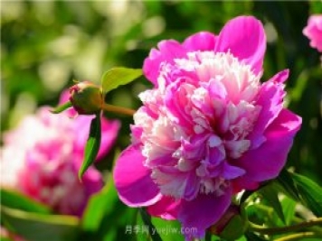 新疆昌吉濱河公園，牡丹花開(kāi)，千姿百態(tài)