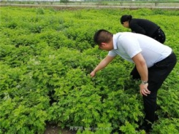 社旗艾草產(chǎn)業(yè)，艾成熟香滿田