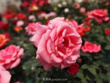 粉扇月季，月季樹造型美，花大色艷四季有花香