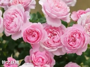 推薦陽臺黨必入的四款微型月季品種，你猜到了嗎