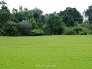如何進(jìn)行草坪滾壓？有什么方法？