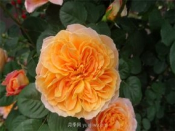 印象派月季怎么樣