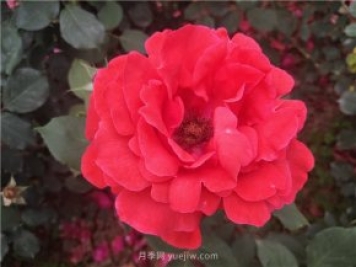 20種經(jīng)典月季品種，妝點(diǎn)南陽(yáng)火熱的夏季