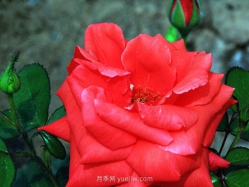 賭城月季的優(yōu)缺點是什么？