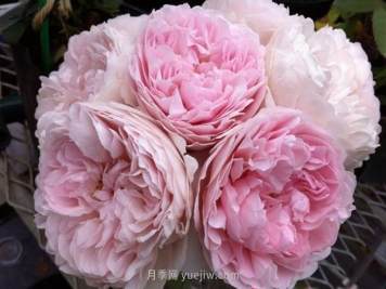 真誠月季的優(yōu)缺點(diǎn)是什么？