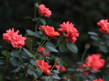 月季，盛開(kāi)在山野的玫瑰(原創(chuàng)散文)