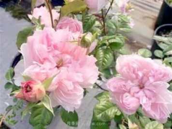 蝶之舞月季，蘇芬月季，兩款花型獨特的日系月季