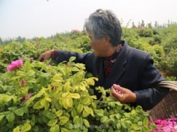 新鄉(xiāng)輝縣：繽紛玫瑰撲鼻香 幸?；ㄩ_富老鄉(xiāng)