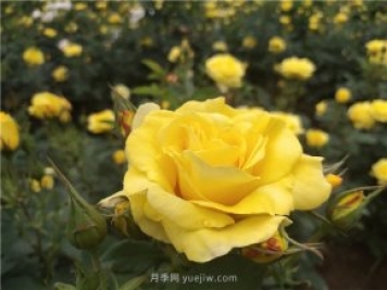 為什么越來越多的月季花友拋棄歐月？這些缺點是很多人的痛點