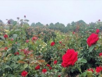 打卡南陽這片月季花海 看“花經(jīng)濟(jì)”撬動(dòng)城市新發(fā)展