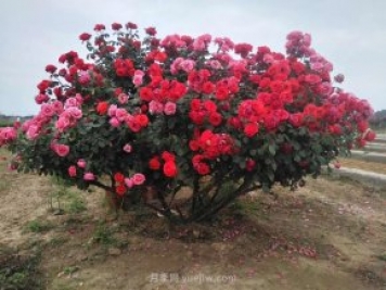 樹樁月季養(yǎng)護(hù)，這4個(gè)問題要注意