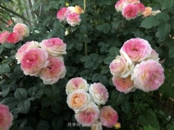 羅曼尼詹森月季，擁有彩色的月季花墻