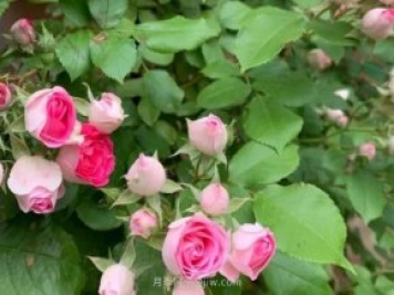 天狼家胭脂扣月季，花友反饋很贊