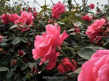 北京街頭萬千姿態(tài)的月季花，你喜歡哪一個