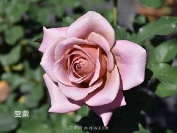 天津市市花？是月季嗎