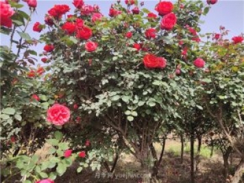 樹狀月季從有花苞到開花需要多久？