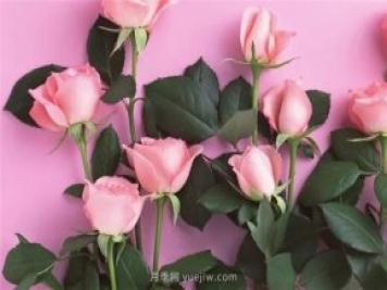 從1-9394朵玫瑰花語加圖片，送花原來這么多講究！