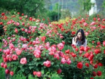 花卉旅游，“花為媒”帶動“美麗經(jīng)濟”升級