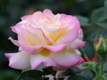 6種花卉入手有“黃金時間”，別選錯