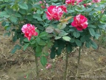小高桿月季移植必須要帶土球嗎？