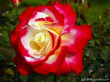 花大香濃艷麗，養(yǎng)月季就選紅雙喜