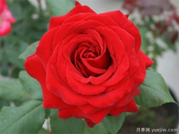 大紅色的月季最為漂亮，這5個你喜歡嗎
