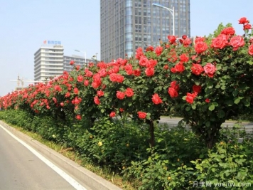 月季樹品種高貴典雅、花型花色多樣