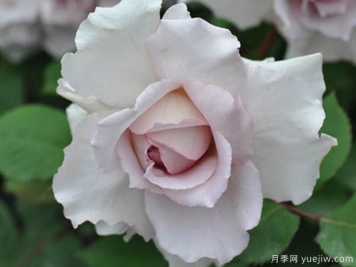 大地天使亞列爾月季的優(yōu)缺點(diǎn)是什么？