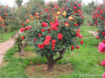 超百年的古樁月季，一樹花開多色，世上罕見