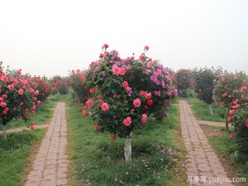 南陽(yáng)樹(shù)狀月季的培養(yǎng)與研究
