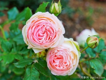 栽植月季苗 如何把根系培養(yǎng)好？