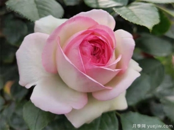 藤本月季的養(yǎng)護(hù)管理