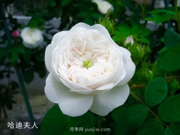 哈迪夫人月季的優(yōu)缺點是什么？