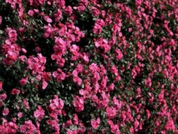 中國(guó)原產(chǎn)地，月季花偉大而平凡