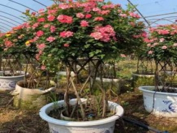 新型月季花籃，小高桿月季玩出新花樣
