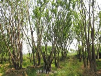 南陽苗木人注意了！叢生苗木火爆市場