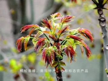 桐柏香椿樹應該如何種植？