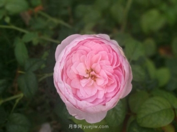花友淘汰掉的10種月季，缺點(diǎn)多于優(yōu)點(diǎn)，是這樣嗎