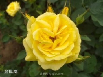 金鳳凰，綠化工程選擇黃色大花月季
